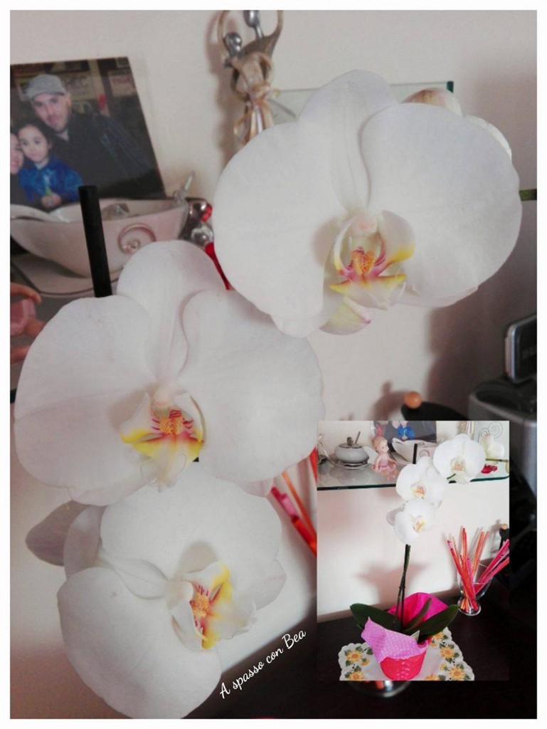 FloraQueen-orchidea
